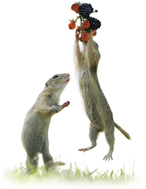 Marmottes
