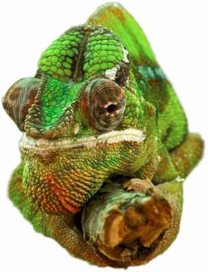 Caméléon