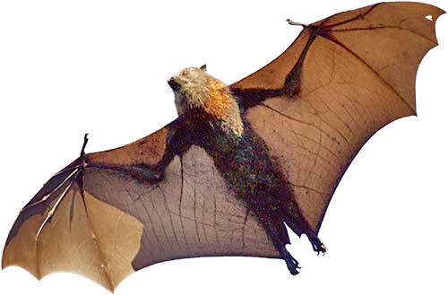 Chauve-souris