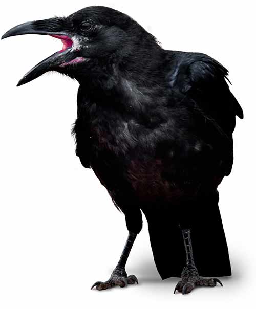 Corbeau