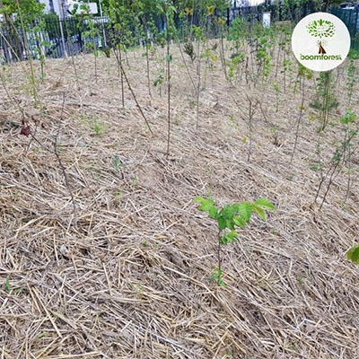 Micro-Forêt tout juste plantée