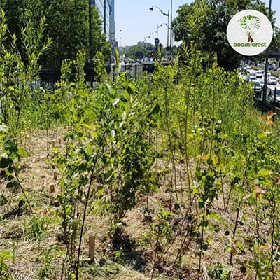 Micro-Forêt après 3 mois