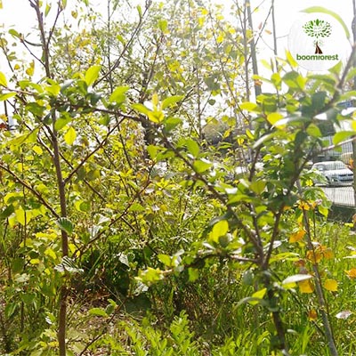 Micro-Forêt après 1 an